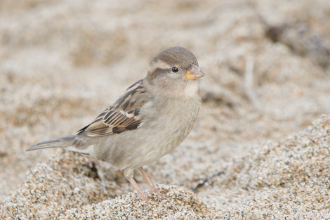 Thumbnail of House Sparrow